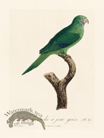 Barraband Parrot 067